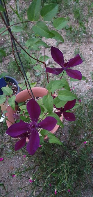 함영숙 님의 나의 농사 애장품을 자랑해요 · 참여글 작성글 사진