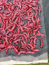 팜모닝 고추·영농일지 게시글 이미지