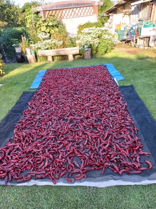 석모배시언님의 고추 · 영농일지 작성글 사진