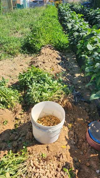 오권균님의 기타작물 · 영농일지 작성글 사진