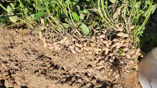 오권균님의 기타작물 · 영농일지 작성글 사진