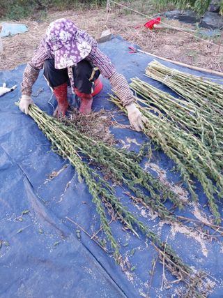 파키드&움메님의 들깨 · 영농일지 작성글 사진