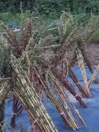 파키드&움메님의 들깨 · 영농일지 작성글 사진