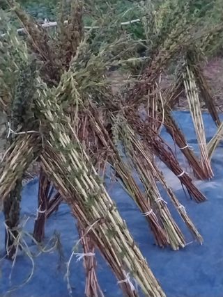 파키드&움메님의 들깨 · 영농일지 작성글 사진