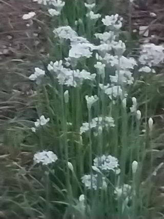 파키드&움메님의 들깨 · 영농일지 작성글 사진