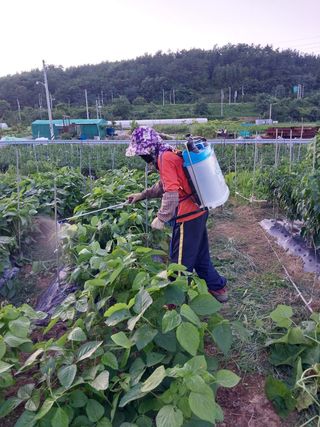 구정남님의 콩 · 영농일지 작성글 사진