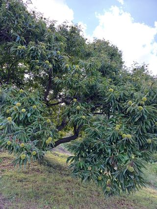 못내뜰애농원님의 자유주제 · 자유게시판 작성글 사진