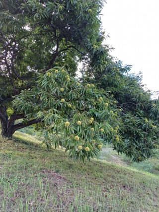 못내뜰애농원님의 자유주제 · 자유게시판 작성글 사진