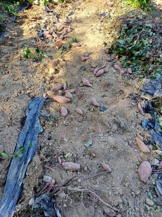 못내뜰애농원님의 자유주제 · 자유게시판 작성글 사진