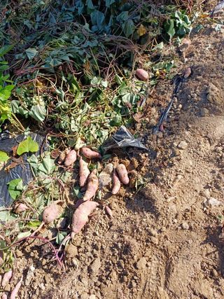 못내뜰애농원님의 자유주제 · 자유게시판 작성글 사진