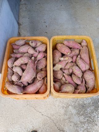 못내뜰애농원님의 자유주제 · 자유게시판 작성글 사진