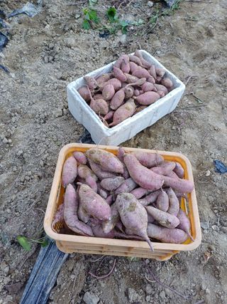 못내뜰애농원님의 자유주제 · 자유게시판 작성글 사진