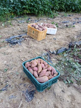 못내뜰애농원님의 자유주제 · 자유게시판 작성글 사진