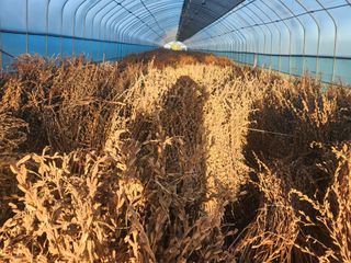 최은숙님의 참깨 · 영농일지 작성글 사진