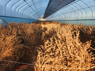 최은숙님의 참깨 · 영농일지 작성글 사진