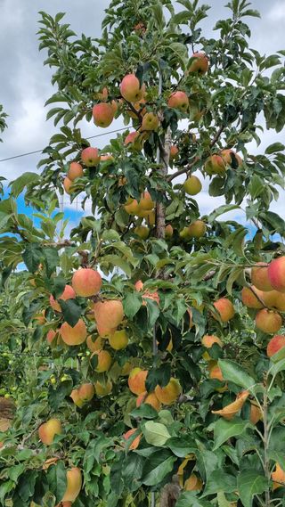 조동원님의 자유주제 · 자유게시판 작성글 사진