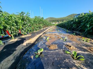 양파16718님의 배추 · 영농일지 작성글 사진