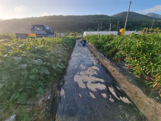 양파16718님의 배추 · 영농일지 작성글 사진