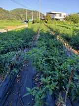 팜모닝 고추·영농일지 게시글 이미지