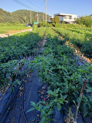 아로니아님의 고추 · 영농일지 작성글 사진