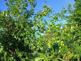 아로니아님의 고추 · 영농일지 작성글 사진