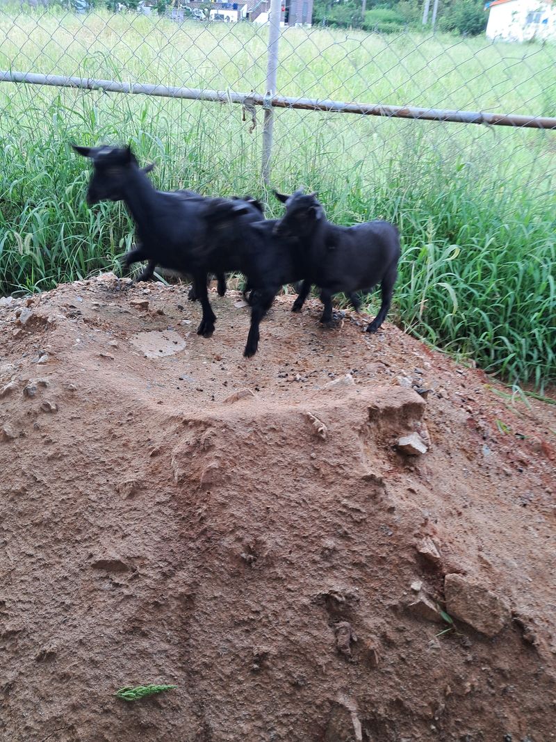 김석현님의 장터 판매 상품 [토종흑염소] 첨부 사진