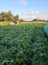 팜모닝 콩·영농일지 게시글 이미지