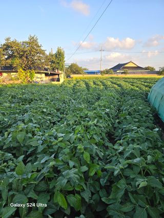 진성아님의 콩 · 영농일지 작성글 사진