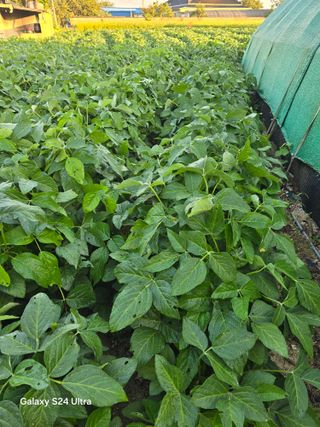 진성아님의 콩 · 영농일지 작성글 사진