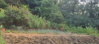 보민님의 들깨 · 영농일지 작성글 사진