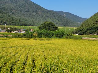 고환석님의 벼 · 영농일지 작성글 사진