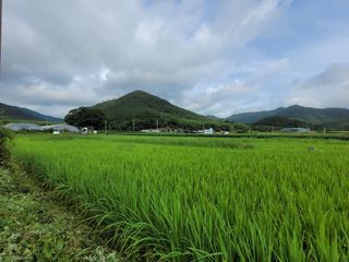 고환석님의 벼 · 영농일지 작성글 사진