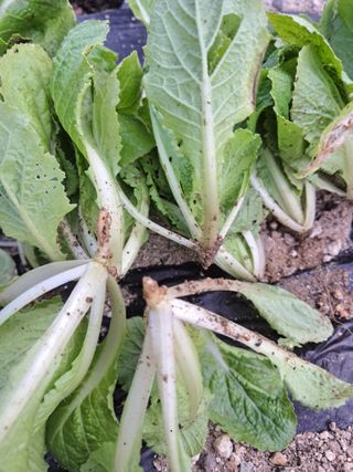 문현자 님의 배추 · 병해충상담 작성글 사진