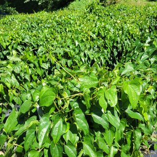 김선순(공룡자색마)님의 나의 농사 애장품을 자랑해요 · 참여글 작성글 사진