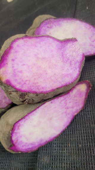 김선순(공룡자색마)님의 나의 농사 애장품을 자랑해요 · 참여글 작성글 사진