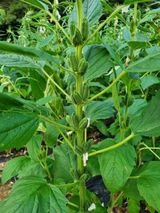 팜모닝 참깨·영농일지 게시글 이미지