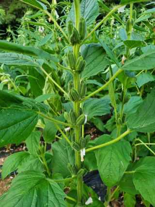 서순희님의 참깨 · 영농일지 작성글 사진