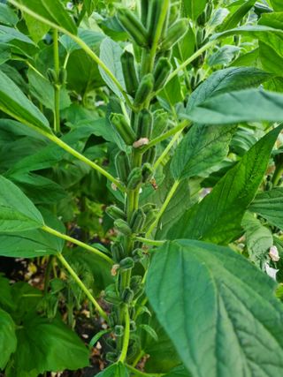 서순희님의 참깨 · 영농일지 작성글 사진