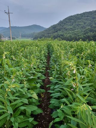 서순희님의 참깨 · 영농일지 작성글 사진
