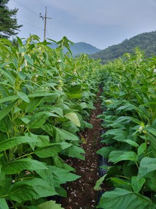 서순희님의 참깨 · 영농일지 작성글 사진