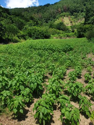 미천개심님의 들깨 · 영농일지 작성글 사진