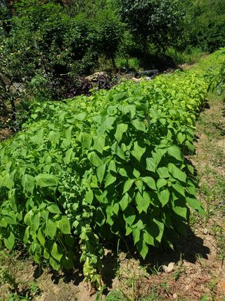 미천개심님의 들깨 · 영농일지 작성글 사진