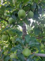 팜모닝 사과·영농일지 게시글 이미지