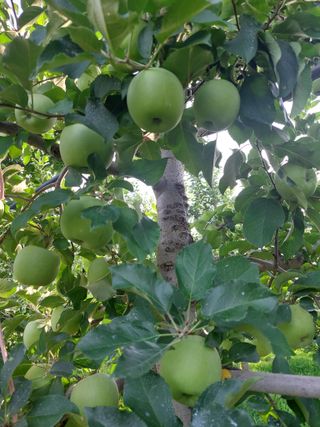 트라이애플1님의 사과 · 영농일지 작성글 사진