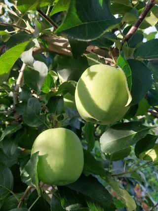 트라이애플1님의 사과 · 영농일지 작성글 사진