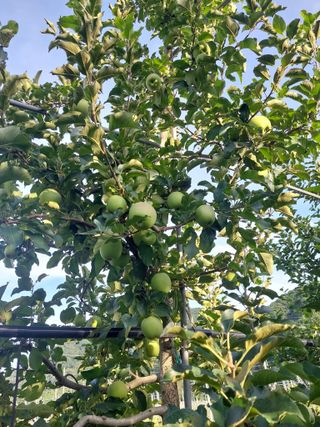 트라이애플1님의 사과 · 영농일지 작성글 사진