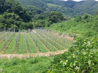 트라이애플1님의 사과 · 영농일지 작성글 사진