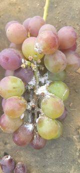 팜모닝 포도·자유게시판 게시글 이미지