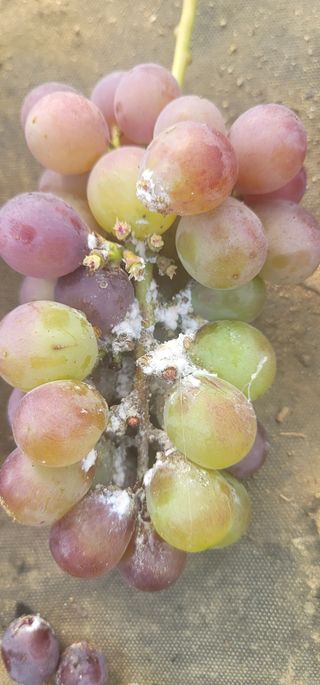 새내기2022님의 포도 · 자유게시판 작성글 사진