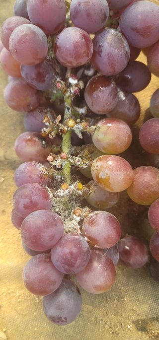 새내기2022님의 포도 · 자유게시판 작성글 사진